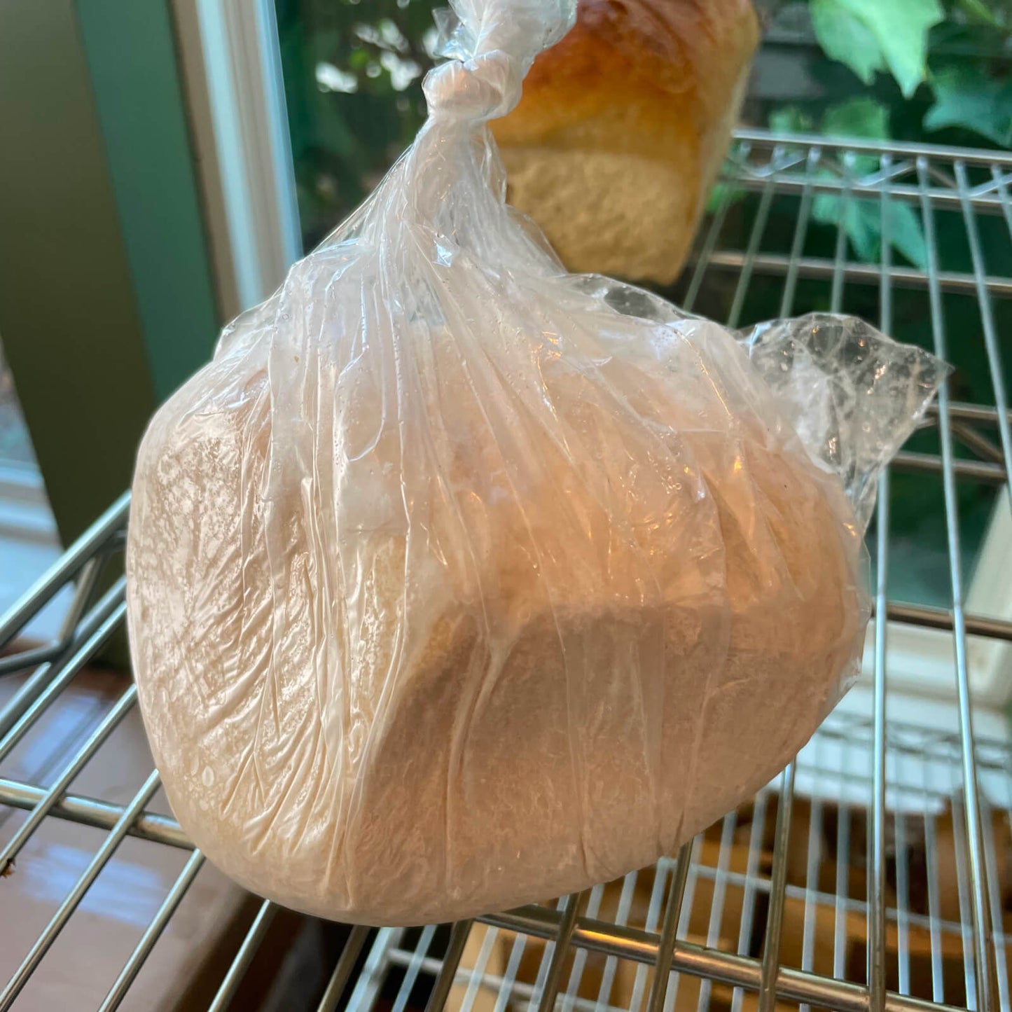 Frozen Pizza Dough - Mrs. Sourdough